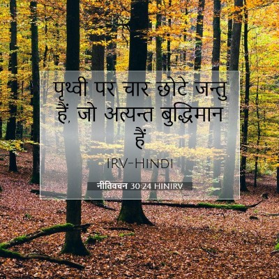 Picture 07 - नीतिवचन 30:24 HINIRV - पृथ्वी पर चार छोटे - Bible Verse Picture