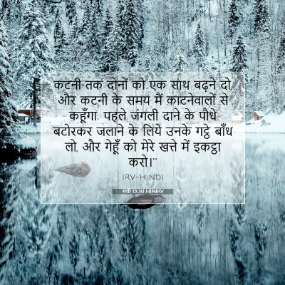 Picture 07 - मत्ती 13:30 HINIRV - कटनी तक दोनों को एक - Bible Verse Picture