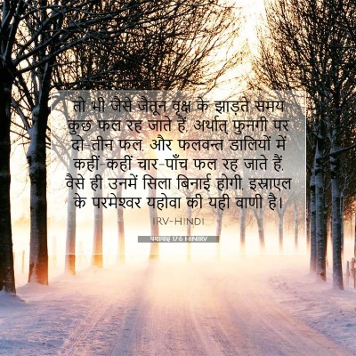 Picture 07 - यशायाह 17:6 HINIRV - तो भी जैसे जैतून - Bible Verse Picture
