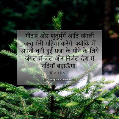 Picture 07 - यशायाह 43:20 HINIRV - गीदड़ और - Bible Verse Picture