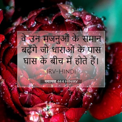 Picture 07 - यशायाह 44:4 HINIRV - वे उन मजनुओं के - Bible Verse Picture