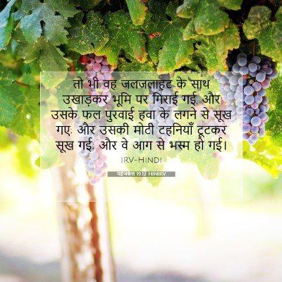 Picture 07 - यहेजकेल 19:12 HINIRV - तो भी वह जलजलाहट के - Bible Verse Picture