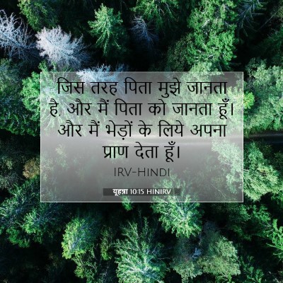 Picture 07 - यूहन्ना 10:15 HINIRV - जिस तरह पिता मुझे - Bible Verse Picture