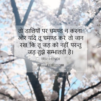 Picture 07 - रोमियों 11:18 HINIRV - तो डालियों पर - Bible Verse Picture
