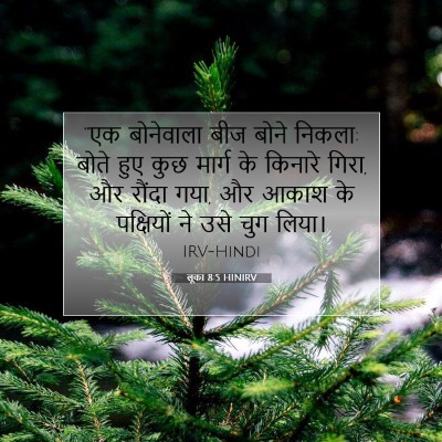 Picture 07 - लूका 8:5 HINIRV - “एक बोनेवाला बीज - Bible Verse Picture