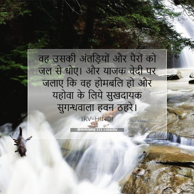 Picture 07 - लैव्यव्यवस्था 1:13 HINIRV - वह उसकी अंतड़ियों - Bible Verse Picture