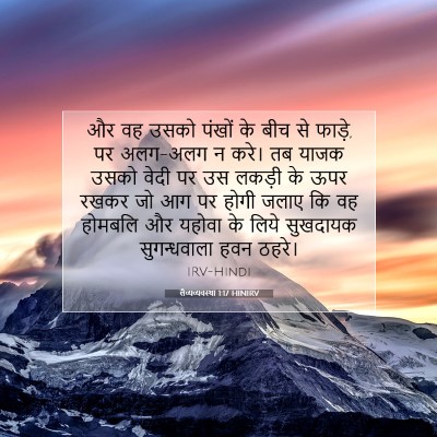 Picture 07 - लैव्यव्यवस्था 1:17 HINIRV - और वह उसको पंखों के - Bible Verse Picture