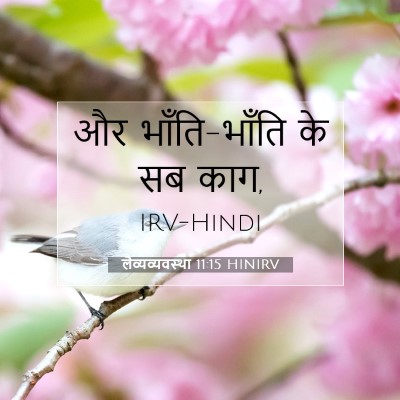 Picture 07 - लैव्यव्यवस्था 11:15 HINIRV - और भाँति-भाँति के - Bible Verse Picture