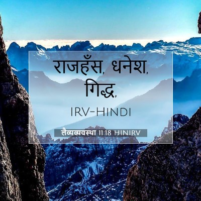 Picture 07 - लैव्यव्यवस्था 11:18 HINIRV - राजहँस, धनेश, - Bible Verse Picture