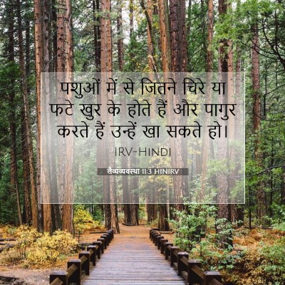 Picture 07 - लैव्यव्यवस्था 11:3 HINIRV - पशुओं में से जितने - Bible Verse Picture