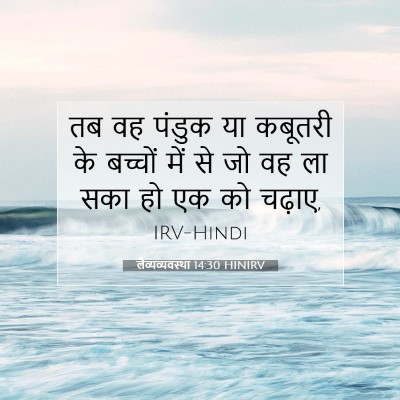 Picture 07 - लैव्यव्यवस्था 14:30 HINIRV - तब वह पंडुक या - Bible Verse Picture