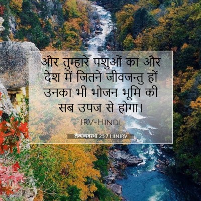 Picture 07 - लैव्यव्यवस्था 25:7 HINIRV - और तुम्हारे पशुओं - Bible Verse Picture