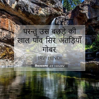 Picture 07 - लैव्यव्यवस्था 4:11 HINIRV - परन्तु उस बछड़े की - Bible Verse Picture