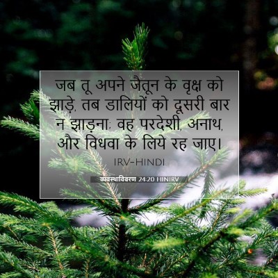Picture 07 - व्यवस्थाविवरण 24:20 HINIRV - जब तू अपने जैतून के - Bible Verse Picture