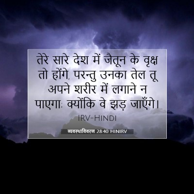 Picture 07 - व्यवस्थाविवरण 28:40 HINIRV - तेरे सारे देश में - Bible Verse Picture
