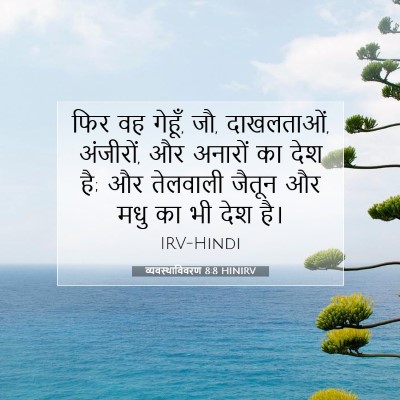 Picture 07 - व्यवस्थाविवरण 8:8 HINIRV - फिर वह गेहूँ, जौ, - Bible Verse Picture