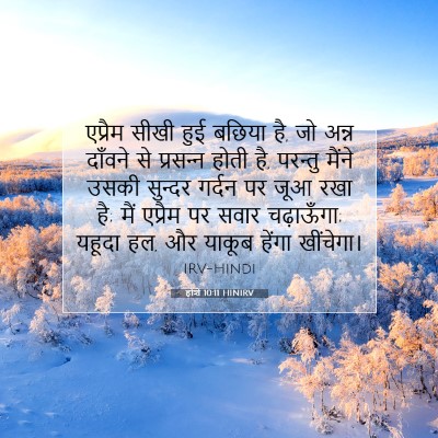 Picture 07 - होशे 10:11 HINIRV - एप्रैम सीखी हुई - Bible Verse Picture