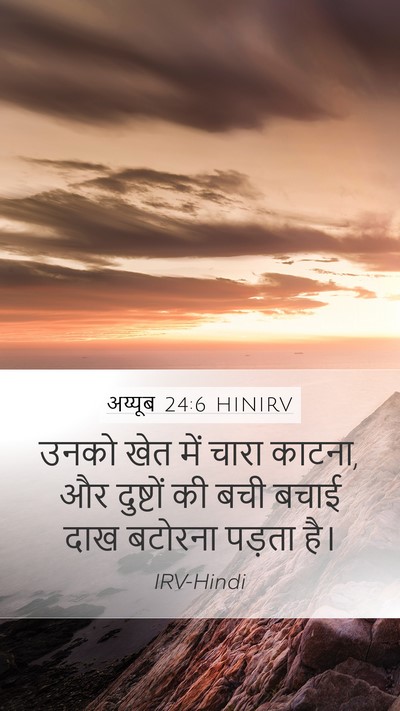 अय्यूब 24:6 HINIRV Mobile Phone Wallpaper - उनको खेत में चारा - Mobile Bible Verse Wallpaper