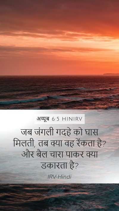 अय्यूब 6:5 HINIRV Bible Verse Image