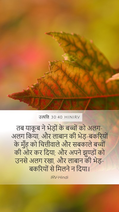 उत्पत्ति 30:40 HINIRV Mobile Phone Wallpaper - तब याकूब ने भेड़ों - Mobile Bible Verse Wallpaper