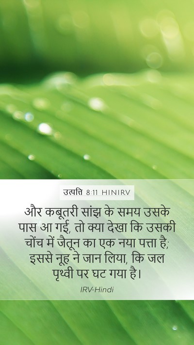 उत्पत्ति 8:11 HINIRV Bible Verse Image