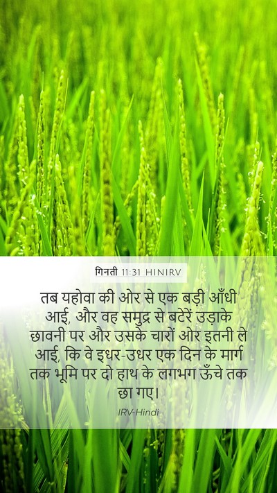 गिनती 11:31 HINIRV Bible Verse Image