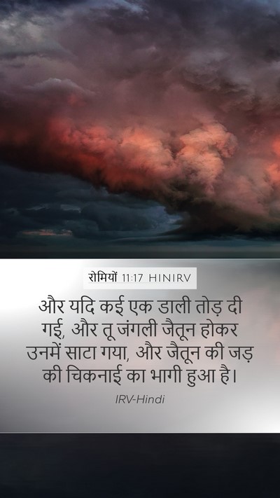 रोमियों 11:17 HINIRV Bible Verse Image