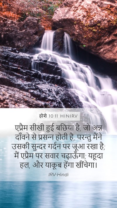 होशे 10:11 HINIRV Bible Verse Image