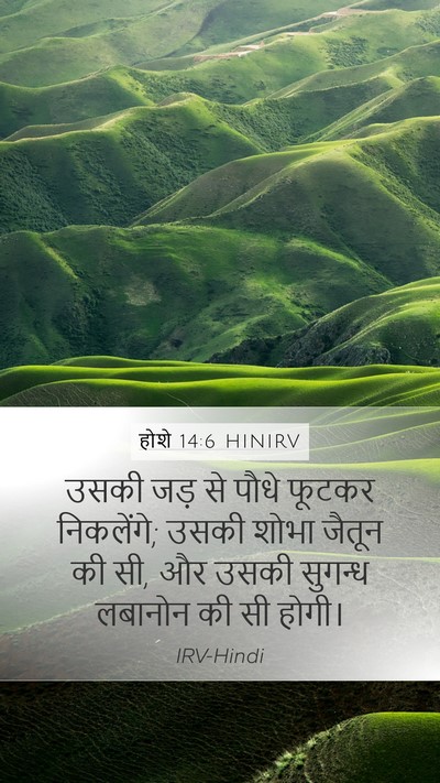 होशे 14:6 HINIRV Bible Verse Image
